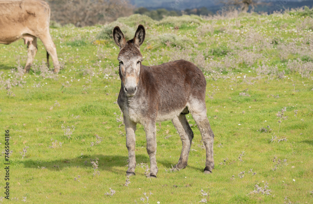 young donkeys grazing in the countryside of Nuoro in central Sardinia young donkeys grazing in the countryside of Nuoro in central Sardinia
