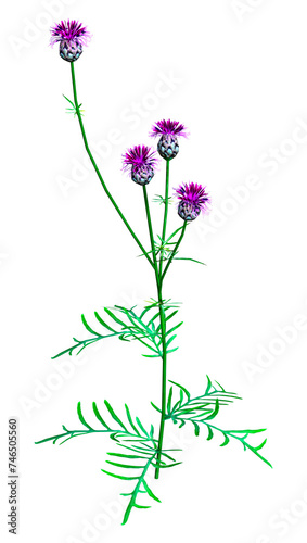 3D Rendering Centaurea Jacea Flowers on White