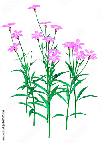 3D Rendering Dianthus Flowers on White