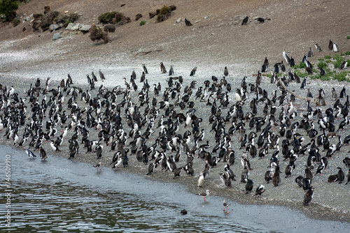 penguins in their wild and free habitat in the penguin colony in ushuaia argentina on the beagle channel