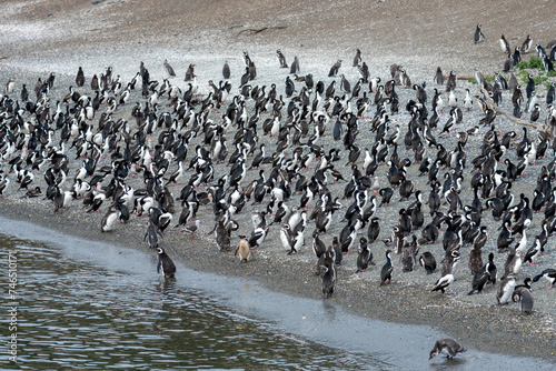 penguins in their wild and free habitat in the penguin colony in ushuaia argentina on the beagle channel