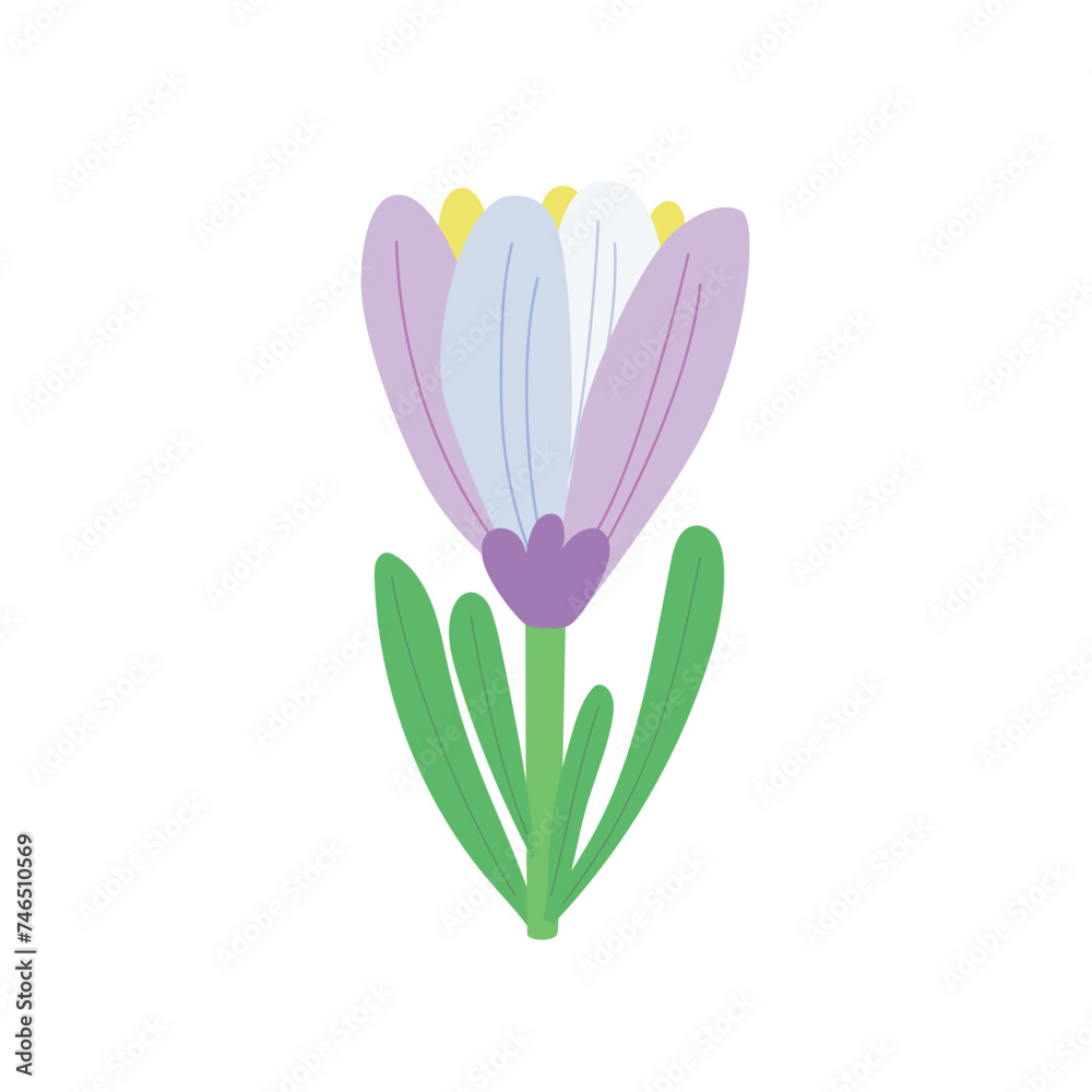 Crocuses isolated on white. Spring colorful crocus. Vector isolated on white background.