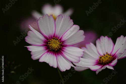 Close-up of Cosmos bipinnatus flower in the garden