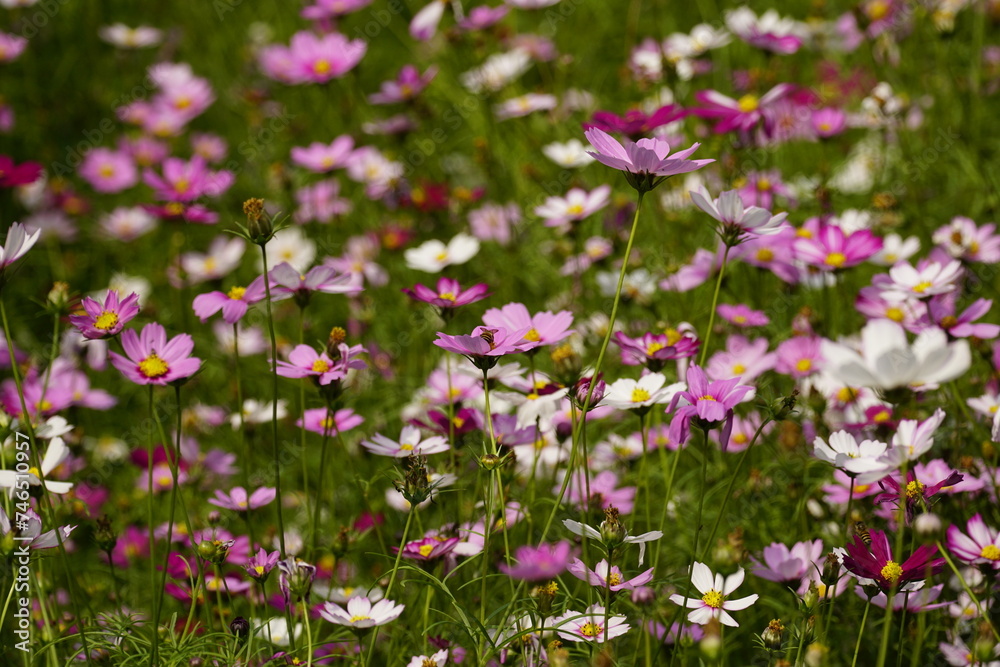 Close-up of Cosmos bipinnatus flower in the garden Close-up of Cosmos bipinnatus flower in the garden