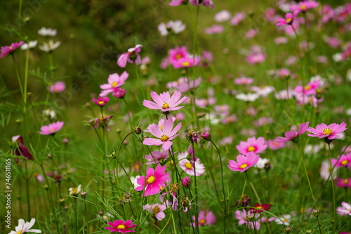 Close-up of Cosmos bipinnatus flower in the garden © Nguyen Thi Nhu Quynh