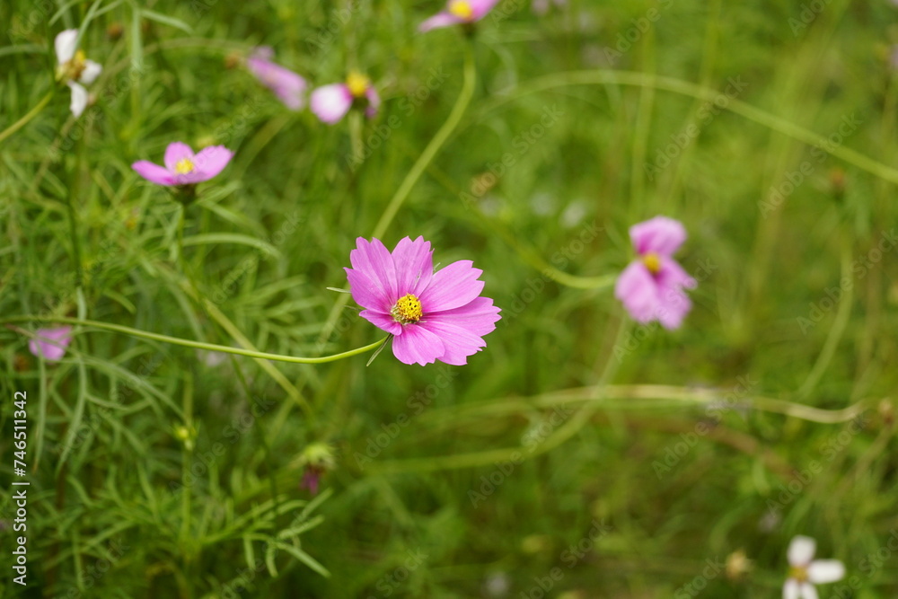 Close-up of Cosmos bipinnatus flower in the garden Close-up of Cosmos bipinnatus flower in the garden