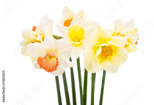 narcissus flowers isolated