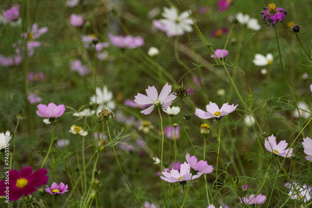 Close-up of Cosmos bipinnatus flower in the garden Close-up of Cosmos bipinnatus flower in the garden