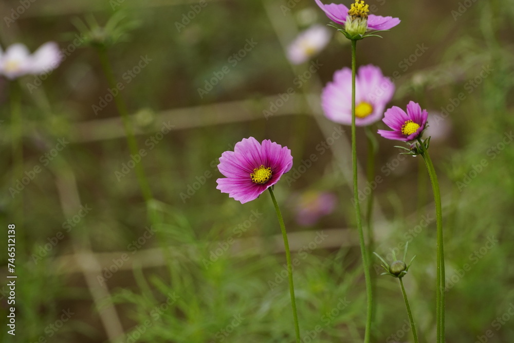 Close-up of Cosmos bipinnatus flower in the garden Close-up of Cosmos bipinnatus flower in the garden