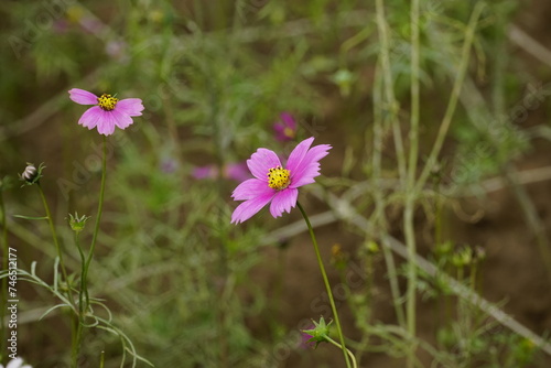 Close-up of Cosmos bipinnatus flower in the garden