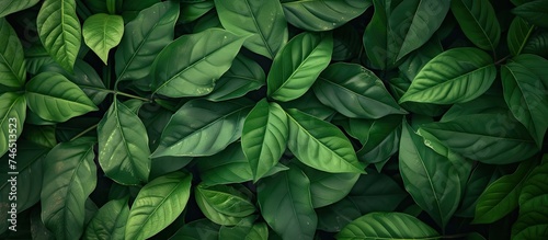 A detailed view of a lush green leafy plant showcasing its intricate textures and vibrant color against a fresh tropical background. © 2rogan