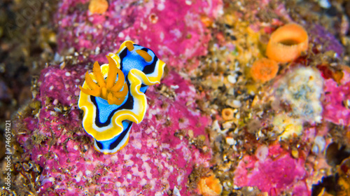 Foto Sea Slug, Dorid Nudibranch, Elisabeth's Chromodoris, Chromodoris elisabethina, R