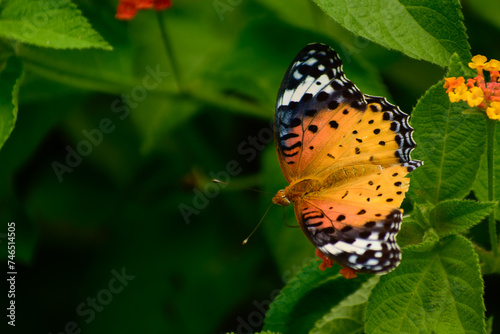 Argynnis hyperbius butterfly female Pollinating in summer forest  photo