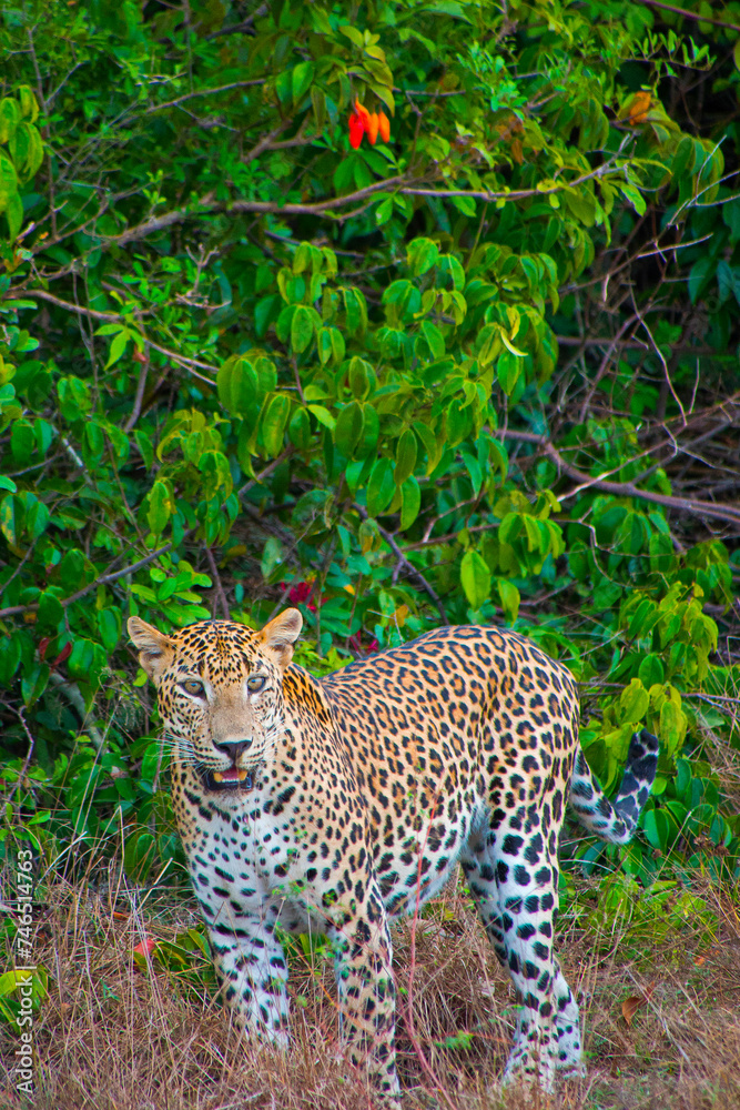Obraz premium Sri Lankan Leopard, Kotiya, Chiruththai, Pantera pardus kotiya, Wilpattu National Park, Sri Lanka, Asia