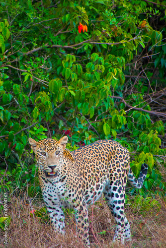 Sri Lankan Leopard, Kotiya, Chiruththai, Pantera pardus kotiya, Wilpattu National Park, Sri Lanka, Asia © Al Carrera