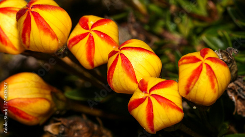 Globitos Flowers, Gentianella hirculus, Ecuador Endemic Plant, El Cajas National Park, Highlands Azuay Province, Ecuador, America photo