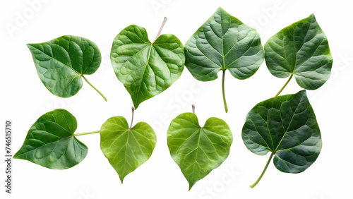 Collection of Green Leaves from Javanese Treebine and Grape Ivy - Botanical Foliage Isolated on White Background