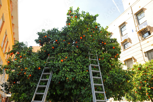 Recogida de naranjas amargas con escaleras de aluminio en los naranjos de las calles de Sevilla, España. Naranjas no comestibles