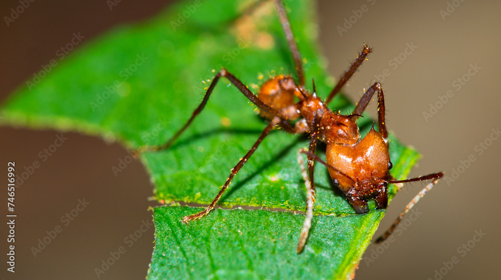Leafcuter Ant, Tropical Rainforest, Marino Ballena National Park, Uvita de Osa, Puntarenas, Costa Rica, Central America Leafcuter Ant, Tropical Rainforest, Marino Ballena National Park, Uvita de Osa, Puntarenas, Costa Rica, Central America