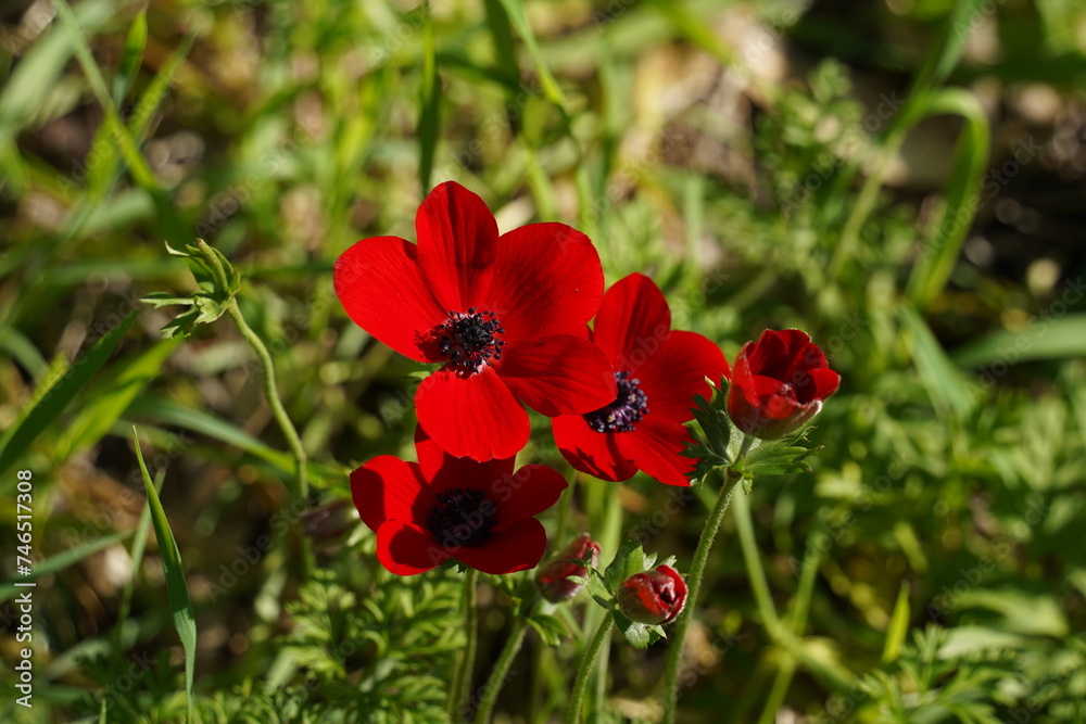 Obraz premium Red Anemone coronaria, the poppy anemone, Spanish marigold, or windflower, is a species of flowering plant in the buttercup family Ranunculaceae, native to the Mediterranean region