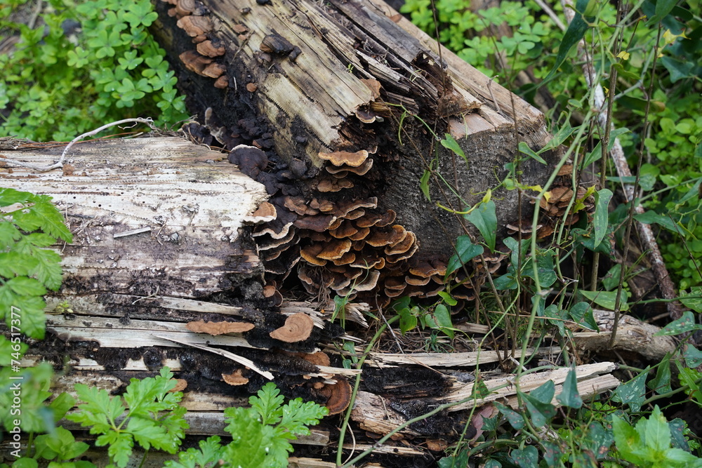 Mushroom (Trametes versicolor) on a rotting fallen tree Mushroom (Trametes versicolor) on a rotting fallen tree