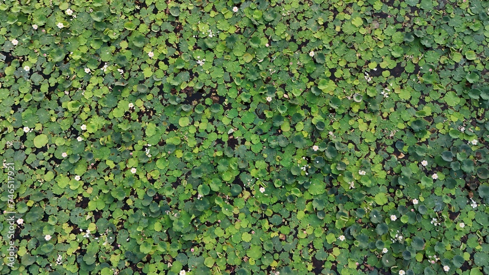 Fototapeta premium Lotus green leaf wall with plant