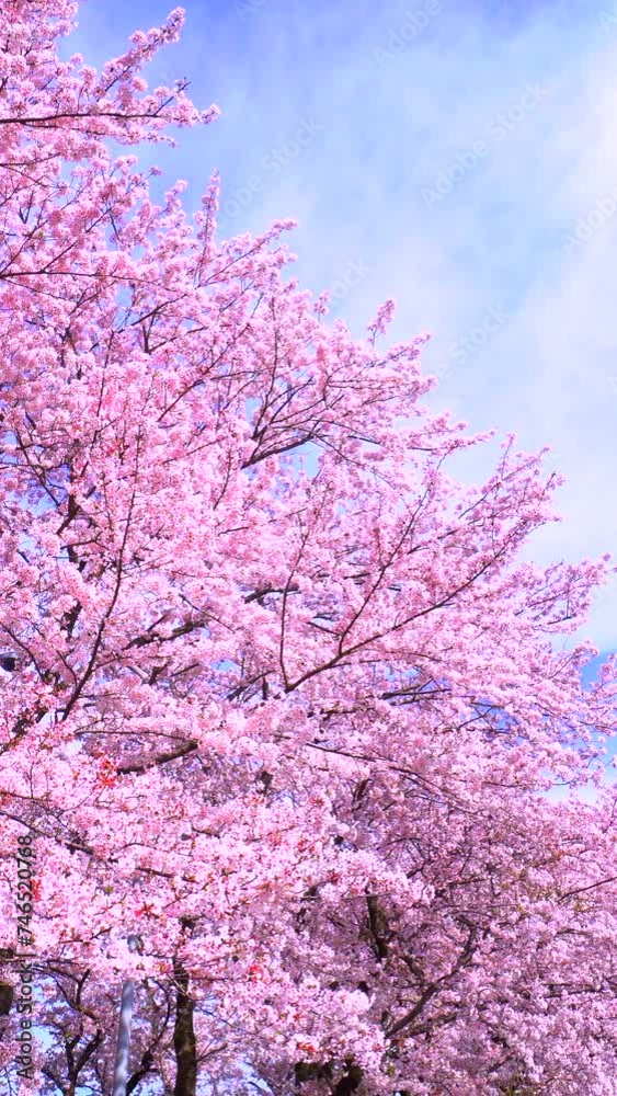 Cherry Blossom Tree in Full Bloom in Spring Cherry Blossom Tree in Full Bloom in Spring