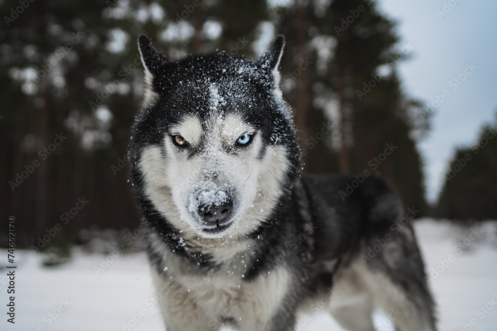 Severe Siberian Husky dog ​​with multi-colored eyes in the winter forest, close-up front view photo.