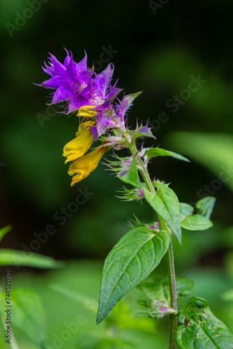 Melampyrum flower  Melampyrum nemorosum. Bumblebee on flower. Concept of seasons  ecology  natural green pharmacy