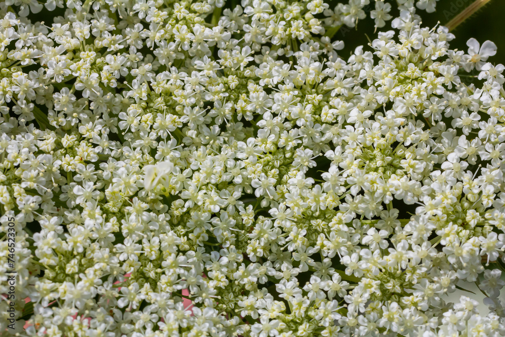 Daucus carota known as wild carrot blooming plant Daucus carota known as wild carrot blooming plant