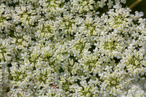 Daucus carota known as wild carrot blooming plant © Oleh Marchak