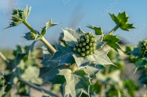 flowers and leaves of the eryngium close up photo