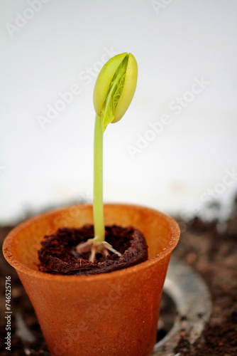 bean seedling in hemp pot photo