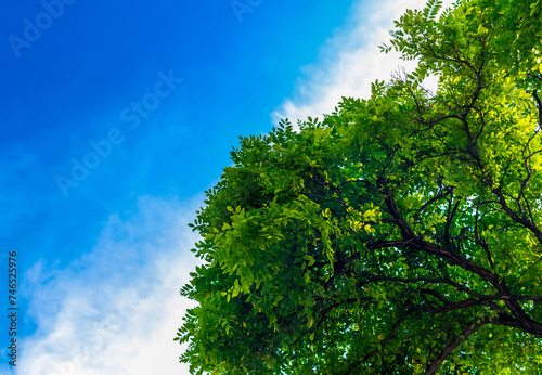 branches of a tree with green leaves against a blue sky with white clouds