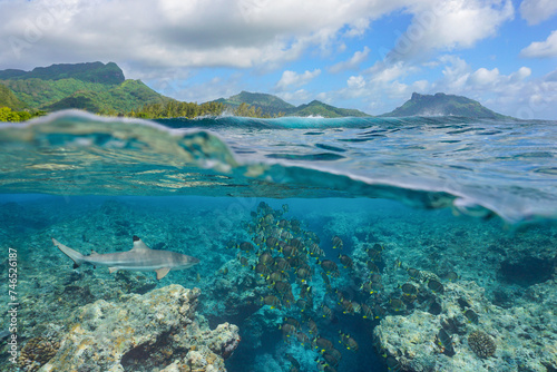 Fish school with a shark underwater in the ocean on the reef of a south Pacific island in French Polynesia, natural scene, split view over and under water surface, Huahine