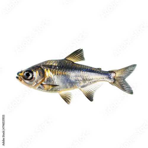 Fish isolated on transparent background Generative Ai 