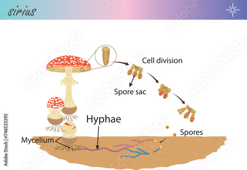 Spore reproduction of fungus