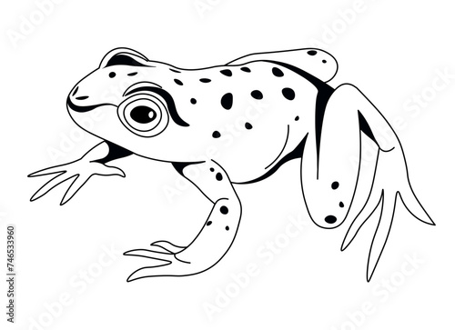Spotted Frog in Natural Sitting Pose