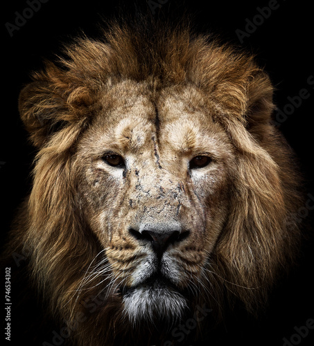 Fototapeta Naklejka Na Ścianę i Meble -  löwe, wildlife, predator, africa, king