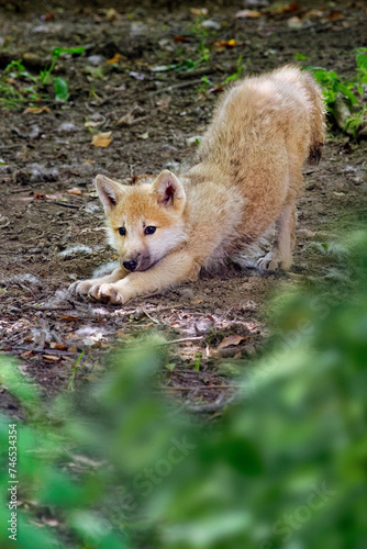 Arctic wolf pup - Canis lupus arctos