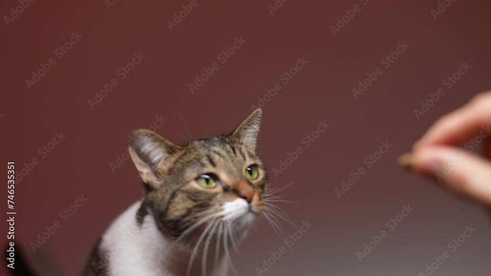 Closeup of funny cat eating food from hand of owner at home. Close-up hand of woman teasing giving food to cat in dark room with beautiful lighting. Feeding pet concept. Shooting in slow motion Closeup of funny cat eating food from hand of owner at home. Close-up hand of woman teasing giving food to cat in dark room with beautiful lighting. Feeding pet concept. Shooting in slow motion