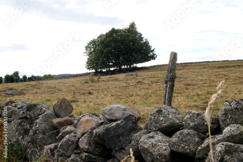 Plateau d'Aubrac