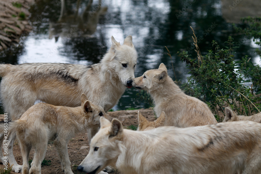 Loups du Gévaudan Loups du Gévaudan