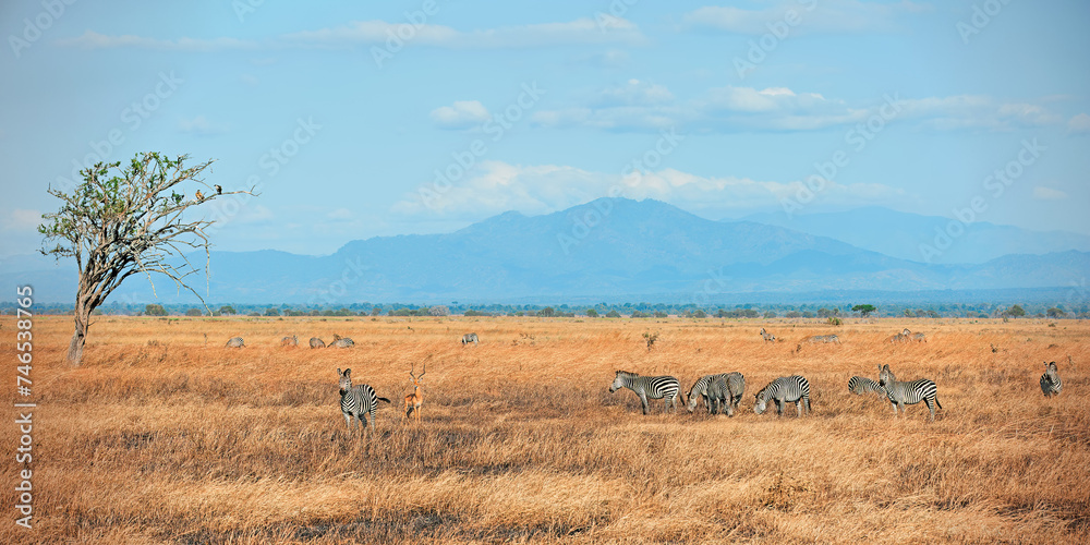African Zebras in Mikumi national park