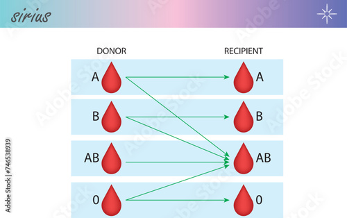 Blood types transfusion. Compatibility between groups for donating and receiving blood. Donor and recipient.