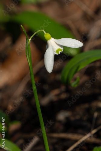 Galanthus woronowii (giant snowdrop) a winter spring flowering plant with a white green springtime flower which opens in January and February, stock photo image photo