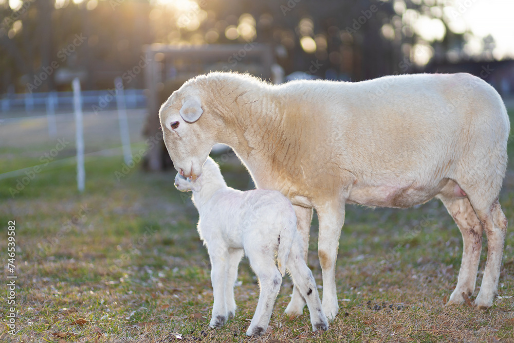 Fototapeta premium Katahdin sheep ewe caring for its white lamb