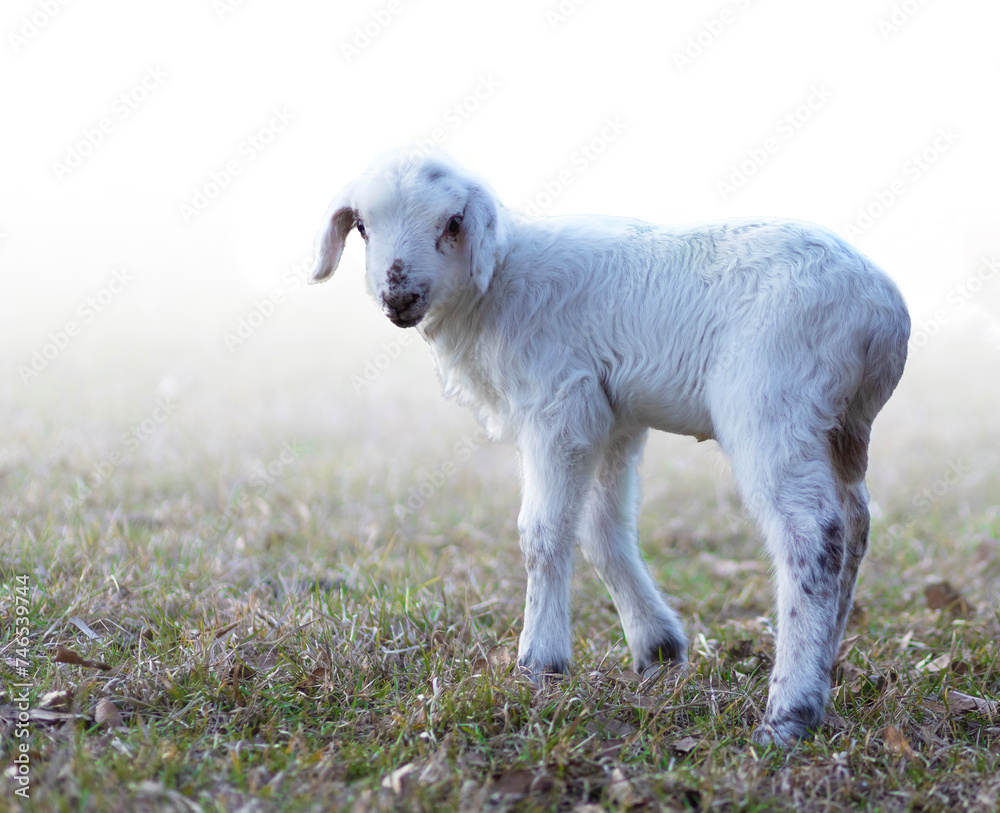 Fototapeta premium Copy space next to a white lamb
