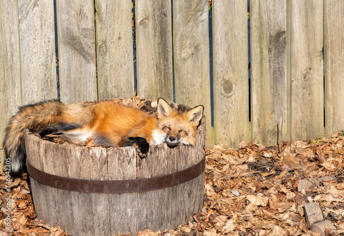 A Wild Fox Sleeping in a Wine Barrel Flower Pot in a Backyard