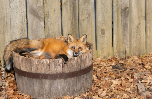 A Wild Fox Resting in a Wine Barrel Flower Pot in a Backyard
